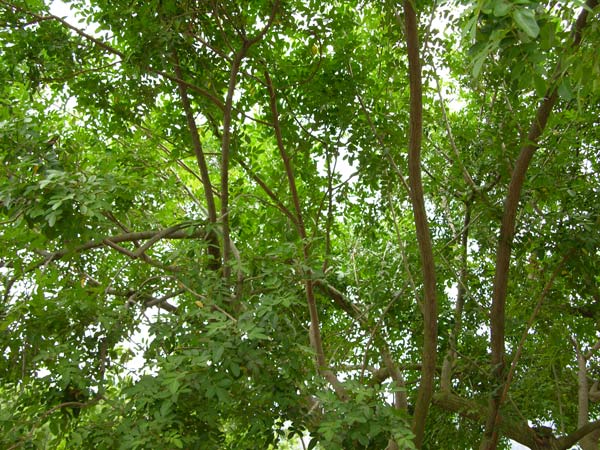 pistacia atlantica 02