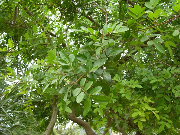 pistacia atlantica 03