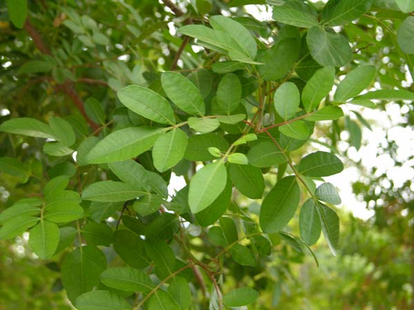 pistacia atlantica 04
