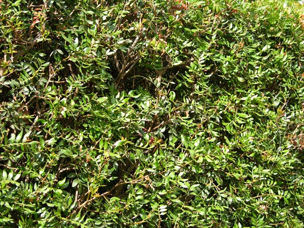 pistacia lentiscus 01