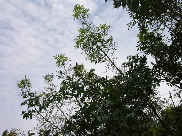 pistacia terebinthus 01