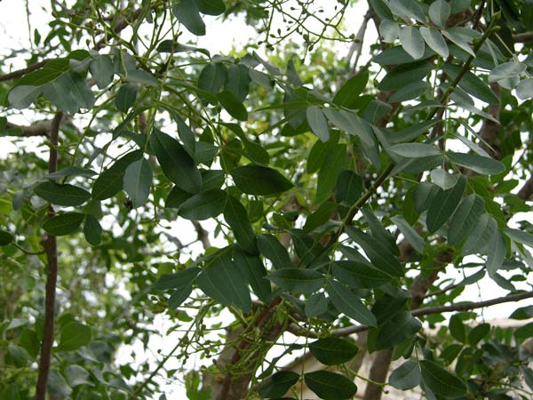 pistacia terebinthus 02