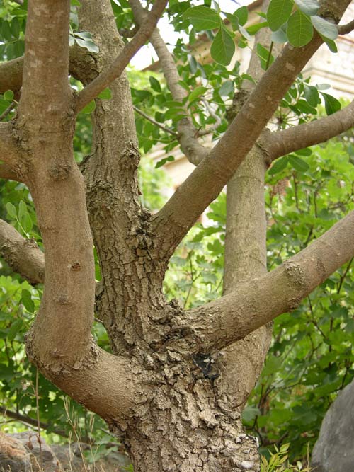 pistacia terebinthus 03