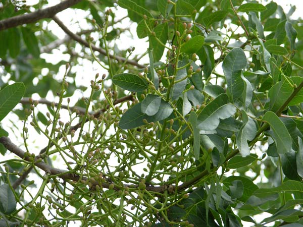 pistacia terebinthus 04