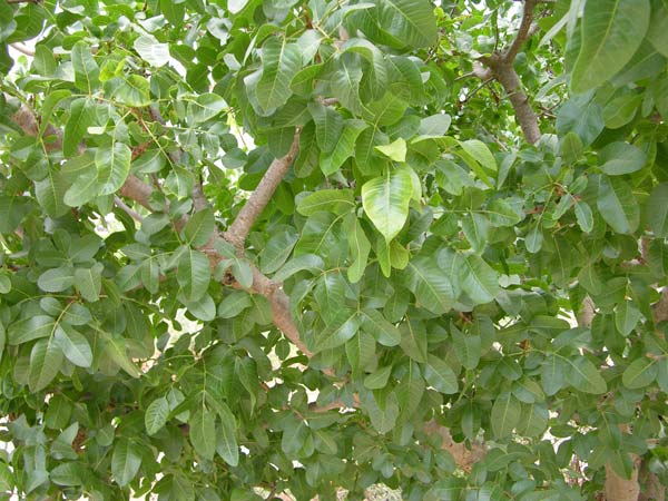 pistacia vera 01