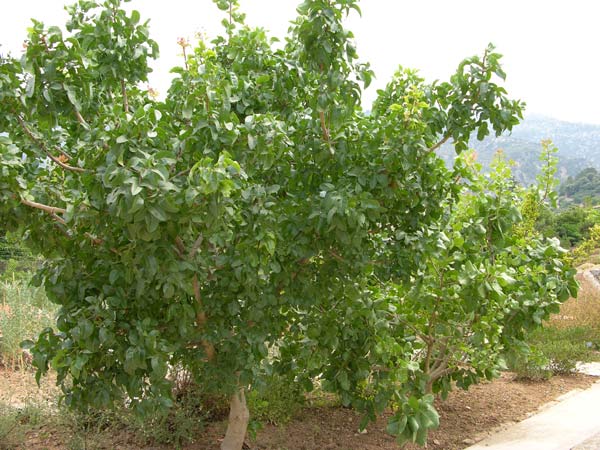 pistacia vera 02