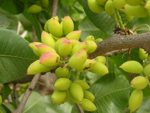pistacia vera 03