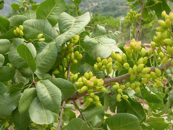 pistacia vera 04