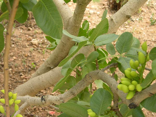 pistacia vera 05
