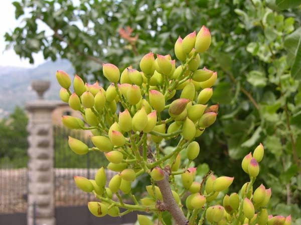 pistacia vera 06