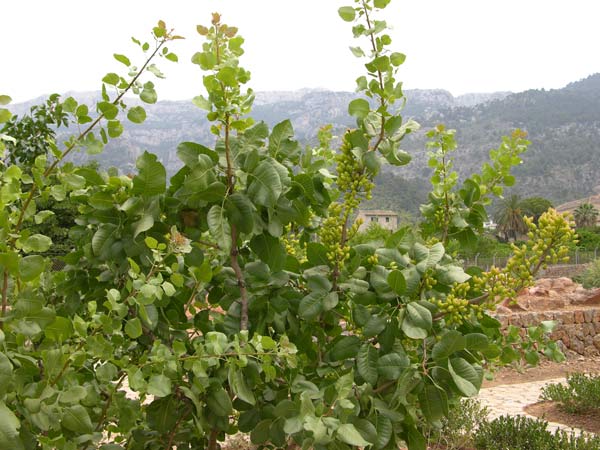 pistacia vera 07
