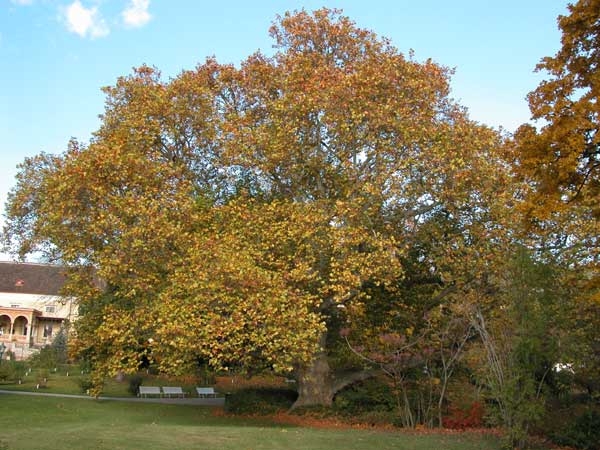platanus x acerifolia 01