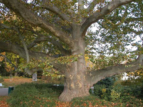 platanus x acerifolia 02