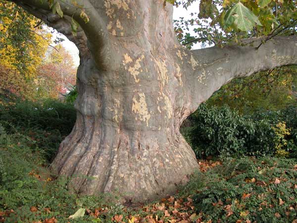 platanus x acerifolia 03