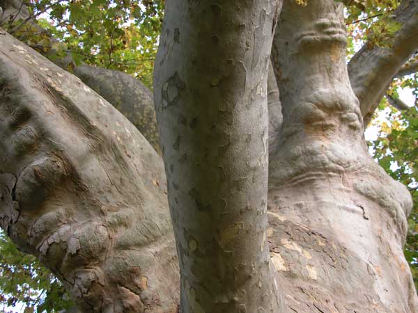 platanus x acerifolia 04