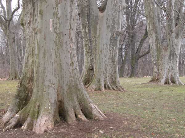 platanus x acerifolia 05