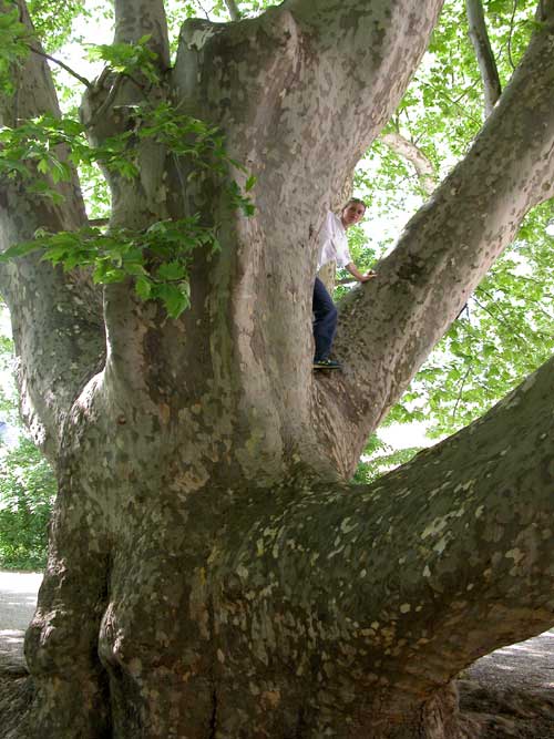platanus x acerifolia 06