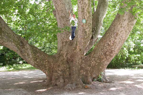 platanus x acerifolia 07