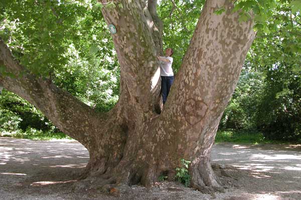 platanus x acerifolia 08