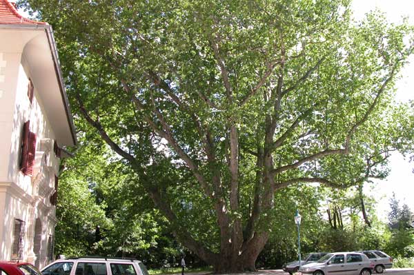 platanus x acerifolia 09