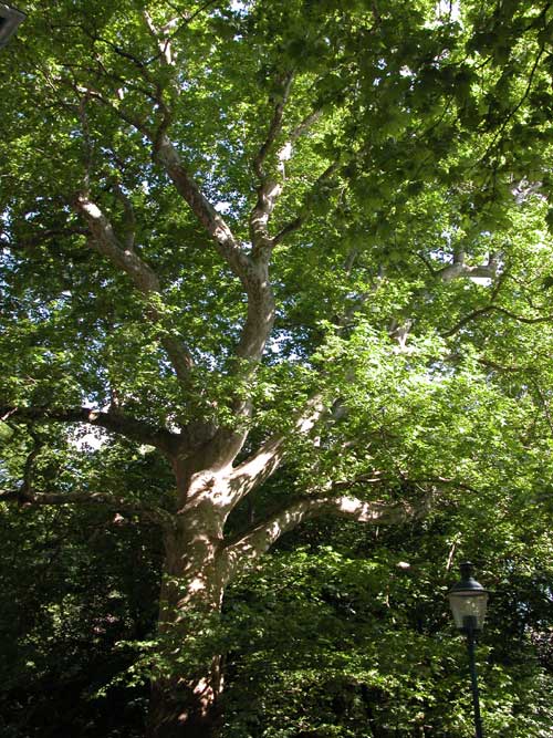platanus x acerifolia 10