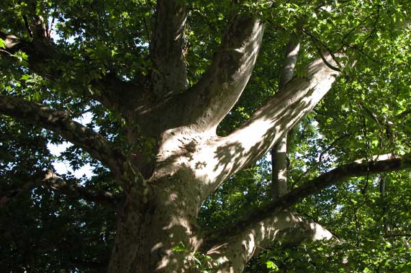 platanus x acerifolia 11