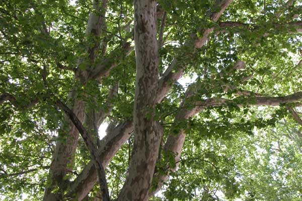 platanus x acerifolia 12