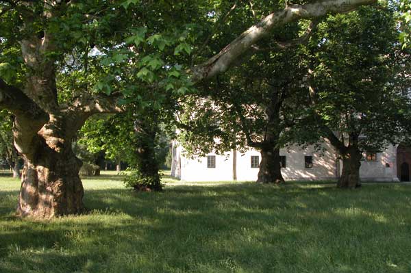 platanus x acerifolia 13