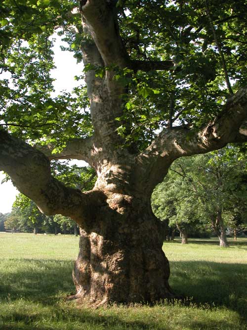 platanus x acerifolia 14