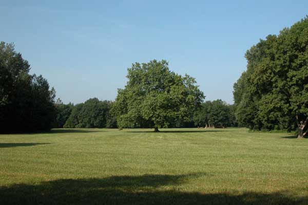 platanus x acerifolia 15