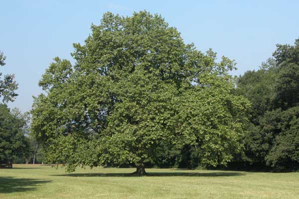 platanus x acerifolia 16