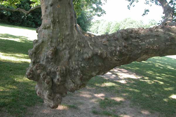 platanus x acerifolia 17