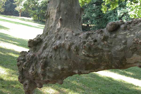 platanus x acerifolia 18