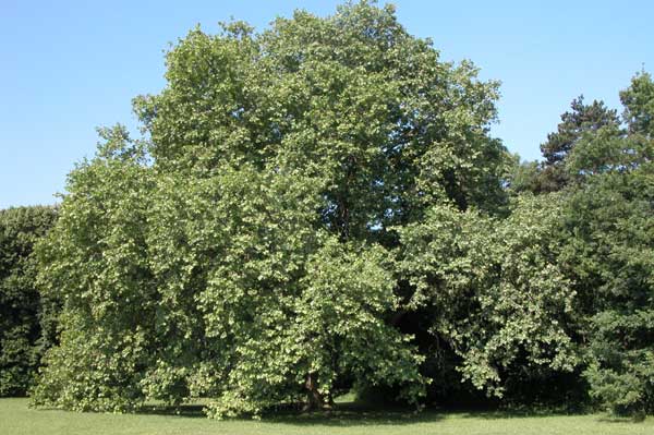 platanus x acerifolia 19