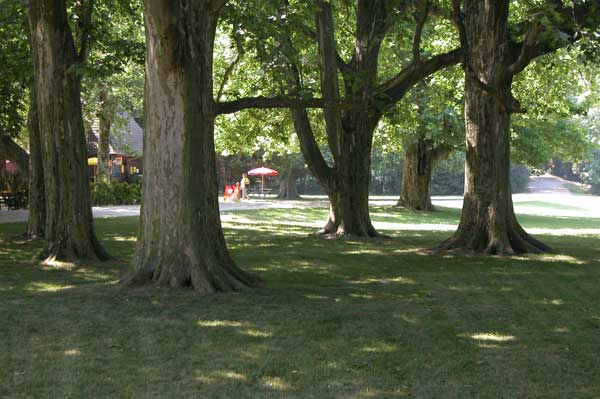 platanus x acerifolia 20