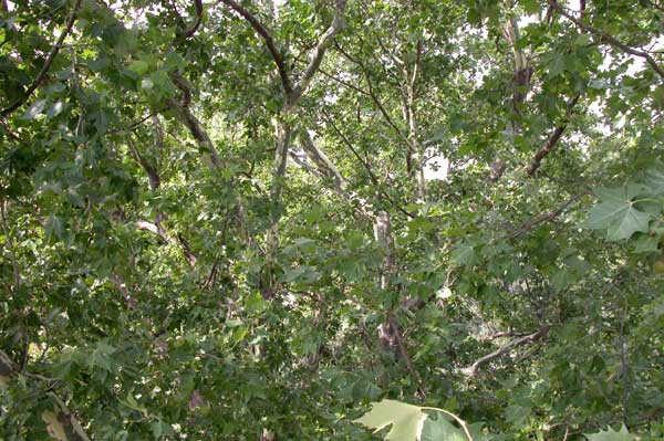 platanus x acerifolia 21
