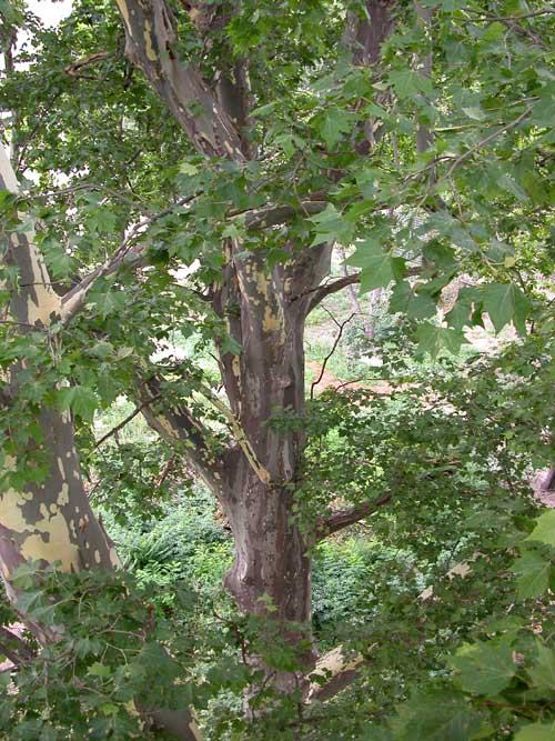 platanus x acerifolia 22