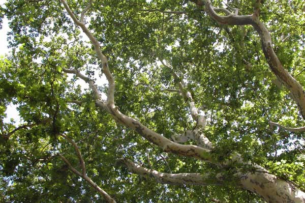platanus x acerifolia 24