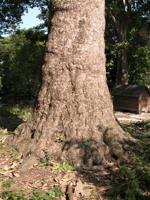 platanus x acerifolia 25