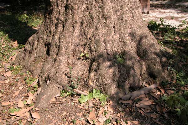 platanus x acerifolia 26