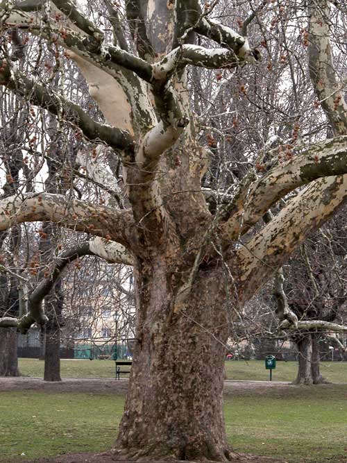 platanus x acerifolia 27