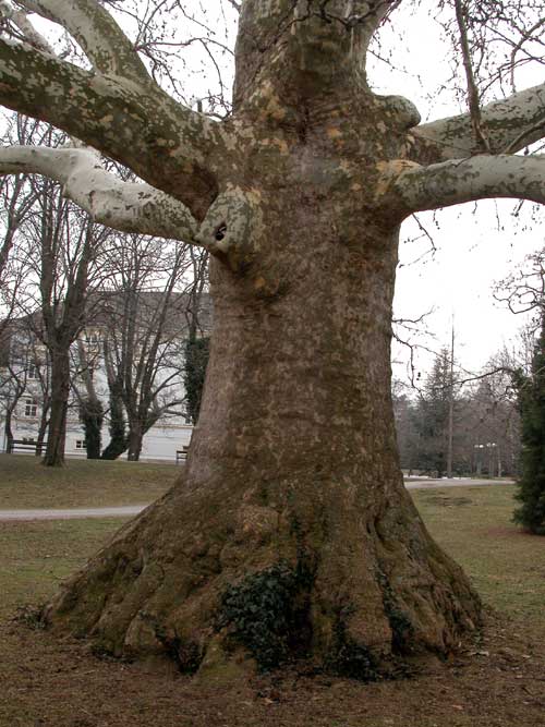 platanus x acerifolia 28