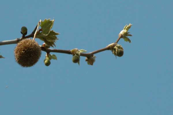 platanus x acerifolia 29
