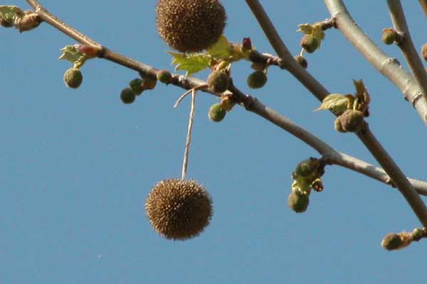 platanus x acerifolia 30