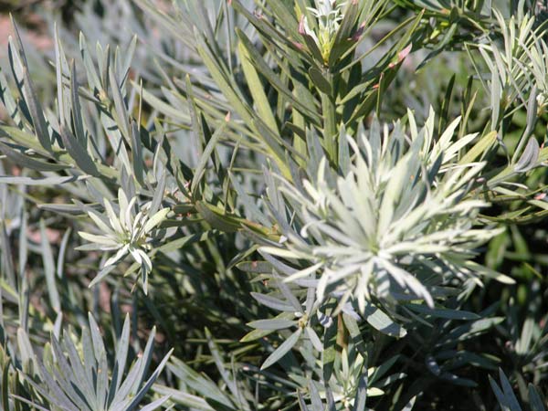 podocarpus elongatus 01