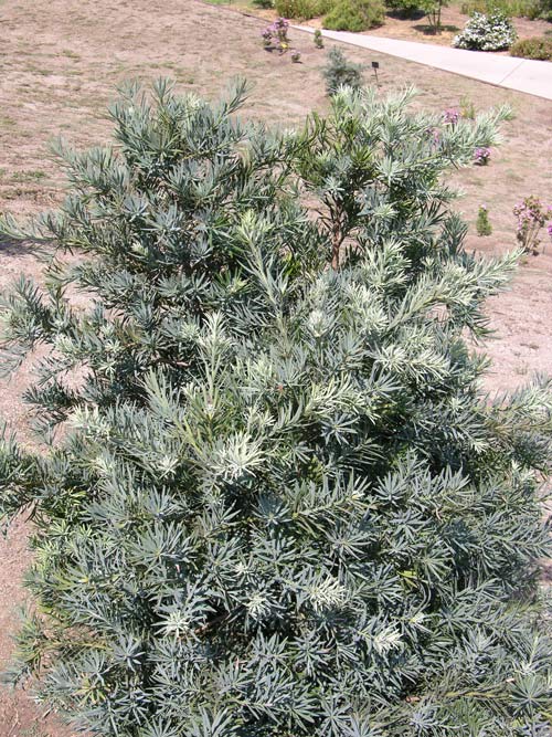 podocarpus elongatus 02