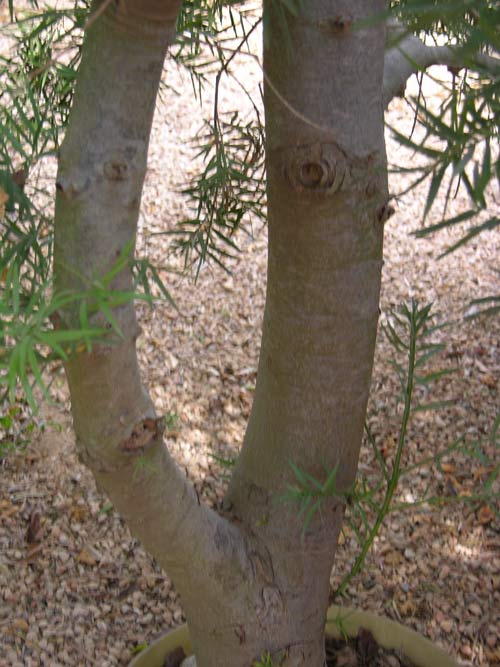 podocarpus falcatus 01