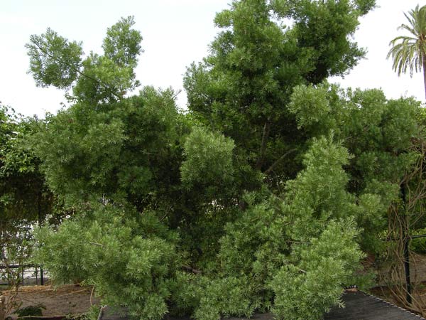 podocarpus falcatus 02