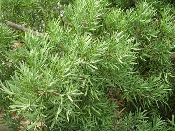 podocarpus falcatus 03
