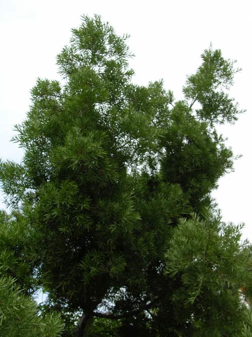 podocarpus falcatus 04